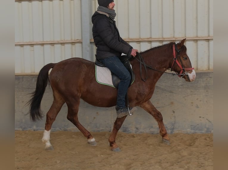 Quarter Pony Mix Wałach 8 lat 145 cm Ciemnokasztanowata in Buttstädt