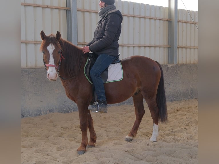 Quarter Pony Mix Wałach 8 lat 145 cm Ciemnokasztanowata in Buttstädt
