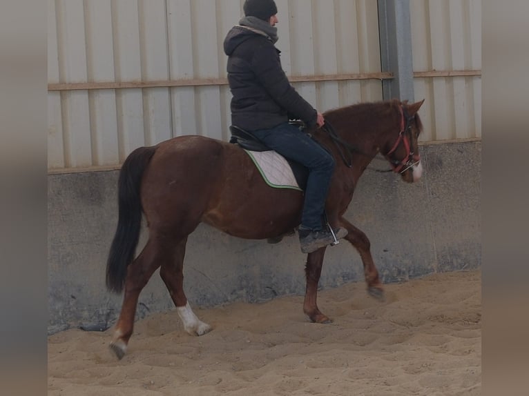 Quarter Pony Mix Wałach 8 lat 145 cm Ciemnokasztanowata in Buttstädt