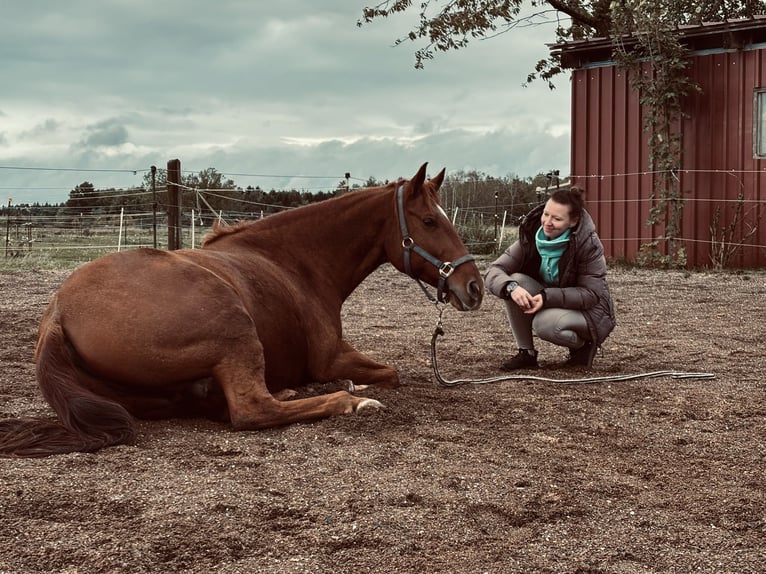 Quarter Pony Wałach 8 lat 150 cm Kasztanowata in Moorenweis