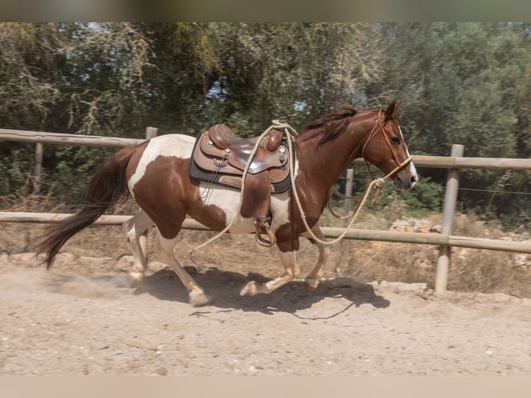 Quarter Pony Wałach 8 lat 150 cm Srokata in Felanitx