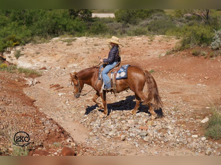 Quarter Pony Wałach 8 lat Cisawa in Canyon