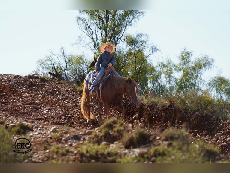 Quarter Pony Wałach 8 lat Cisawa in Canyon