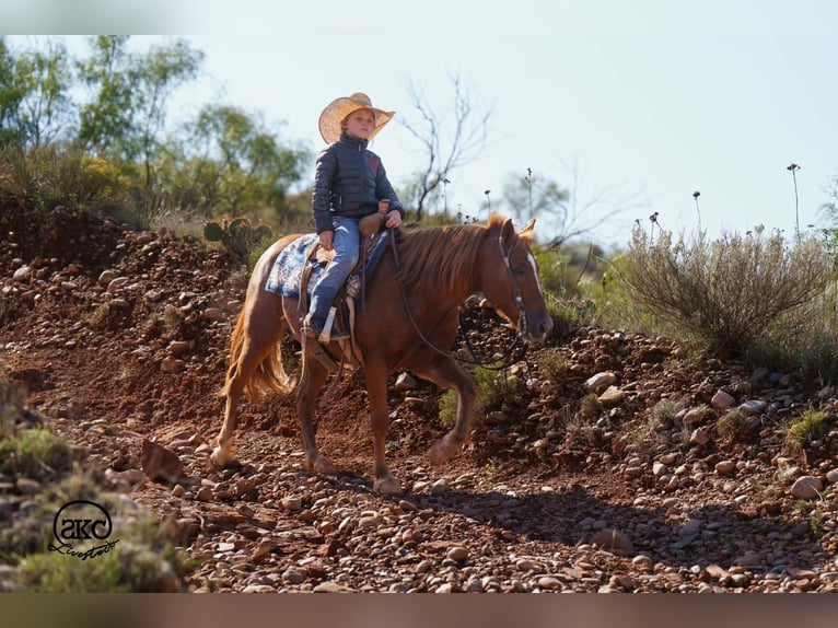 Quarter Pony Wałach 8 lat Cisawa in Canyon