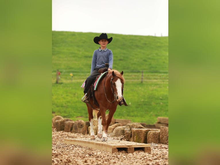 Quarter Pony Wałach 8 lat Cisawa in Millersburg