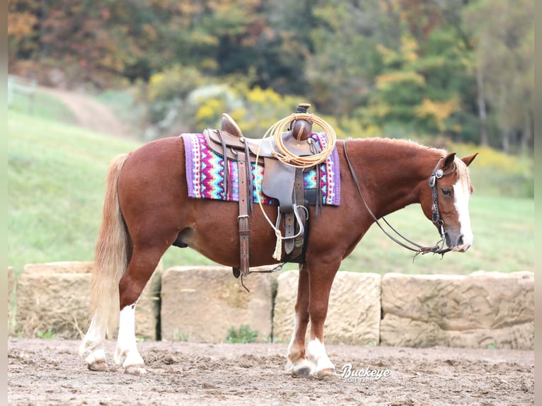 Quarter Pony Wałach 8 lat Cisawa in Millersburg