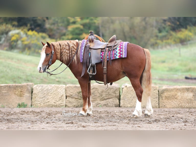 Quarter Pony Wałach 8 lat Cisawa in Millersburg