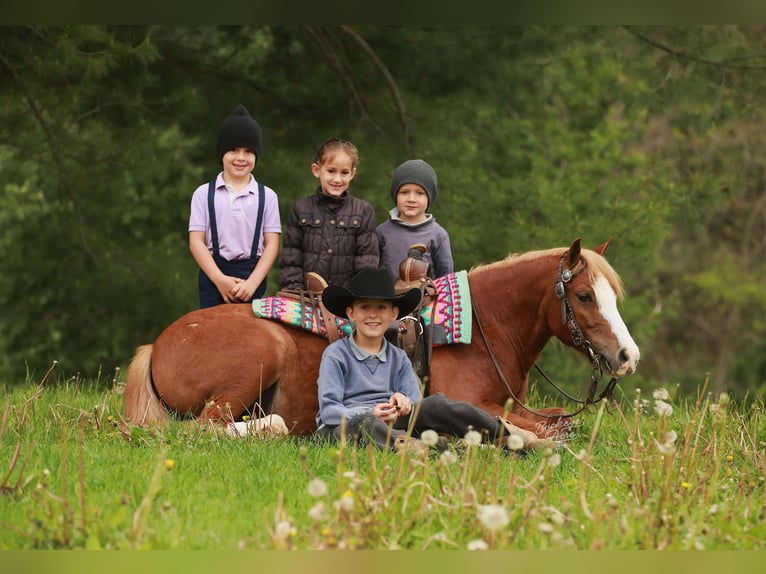 Quarter Pony Wałach 8 lat Cisawa in Millersburg