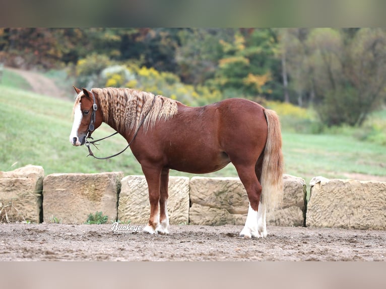 Quarter Pony Wałach 8 lat Cisawa in Millersburg