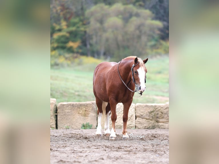 Quarter Pony Wałach 8 lat Cisawa in Millersburg