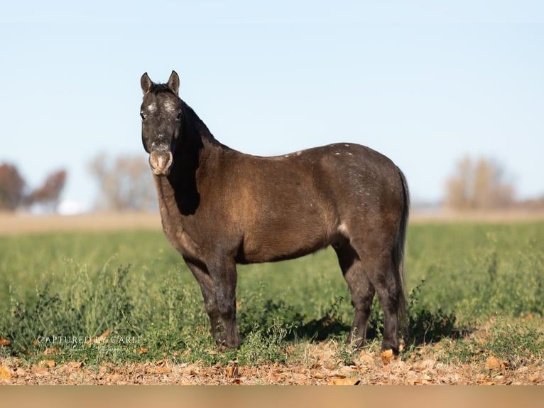 Quarter Pony Wałach 9 lat 122 cm in Lewistown