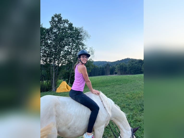 Quarter Pony Wałach 9 lat 154 cm Biała in Kranj