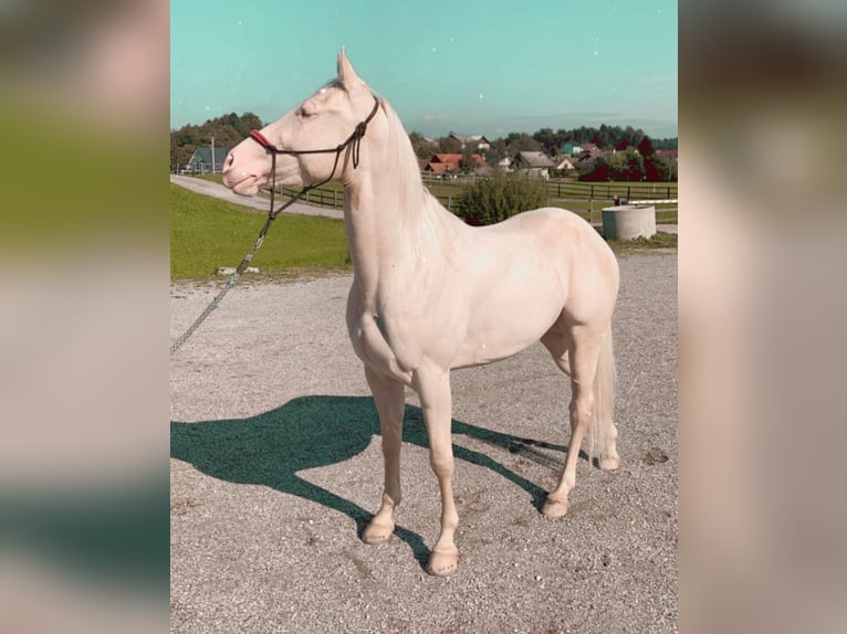 Quarter Pony Wałach 9 lat 154 cm Biała in Kranj