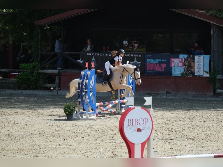 Quarter Pony Wałach 9 lat 154 cm Biała in Kranj
