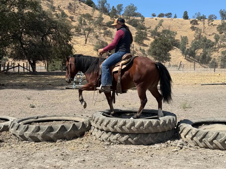 Quarter Pony Wałach 9 lat Gniada in King City