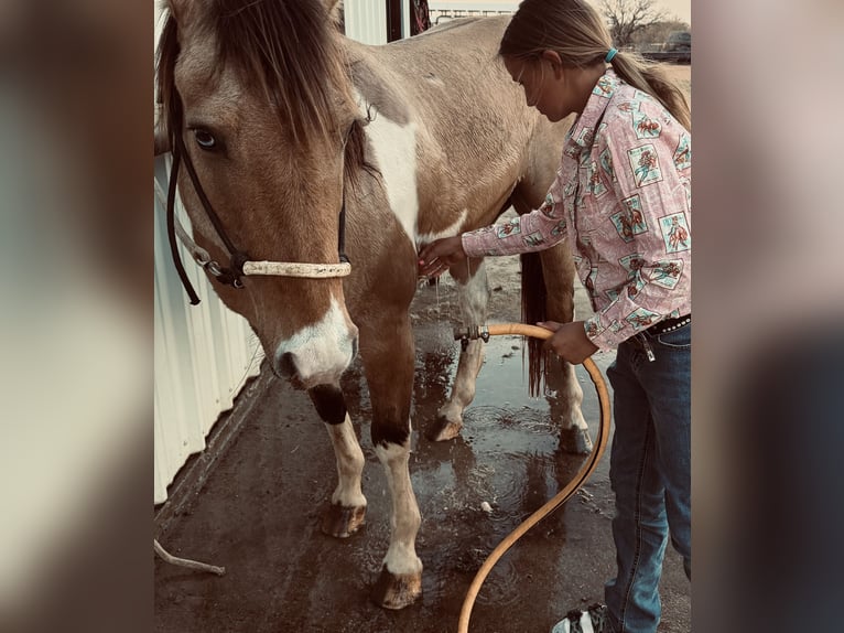 Quarter Pony Wałach 9 lat Srokata in Cisco