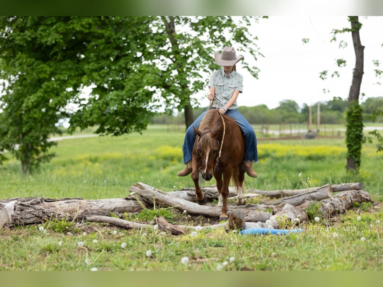 Quarter Pony Wałach 9 lat  in Lewistown