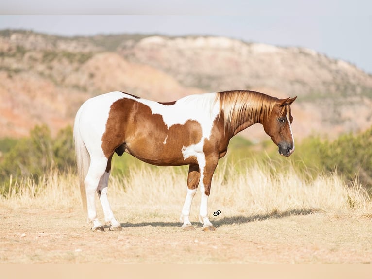 Quarter Pony Wałach 10 lat 142 cm Srokata in Canyon
