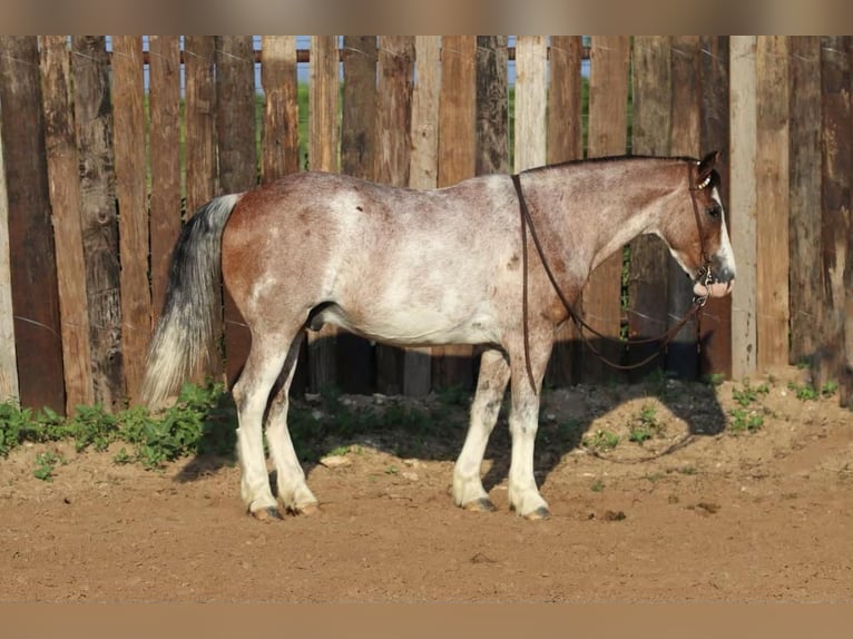 Quarter Pony Wałach 10 lat Kasztanowatodereszowata in Joshua, TX