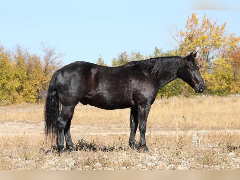 Quarter Pony Wałach 11 lat 137 cm Kara in Cody, WY