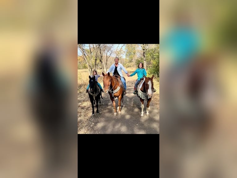 Quarter Pony Wałach 11 lat 137 cm Kara in Valley Springs, SD