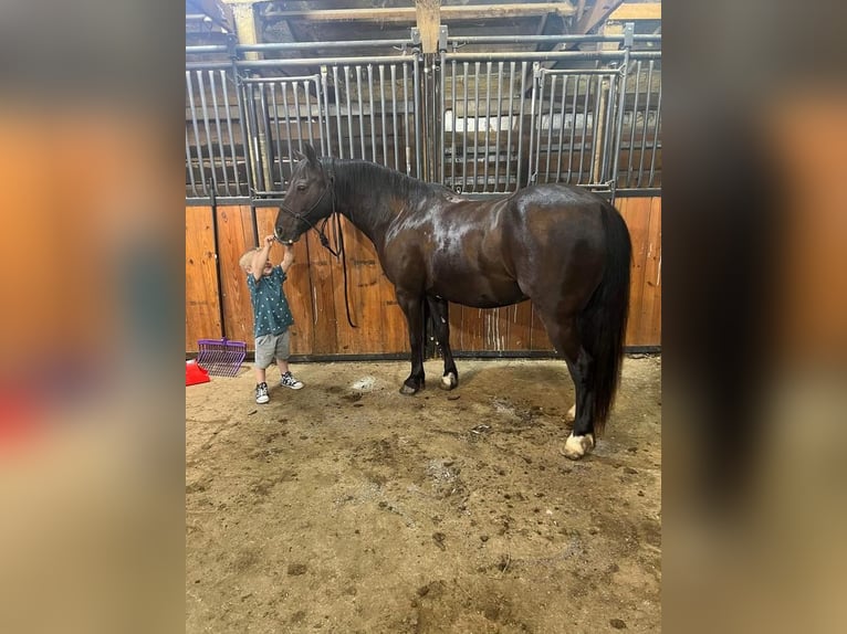 Quarter Pony Wałach 11 lat 137 cm Kara in Valley Springs, SD