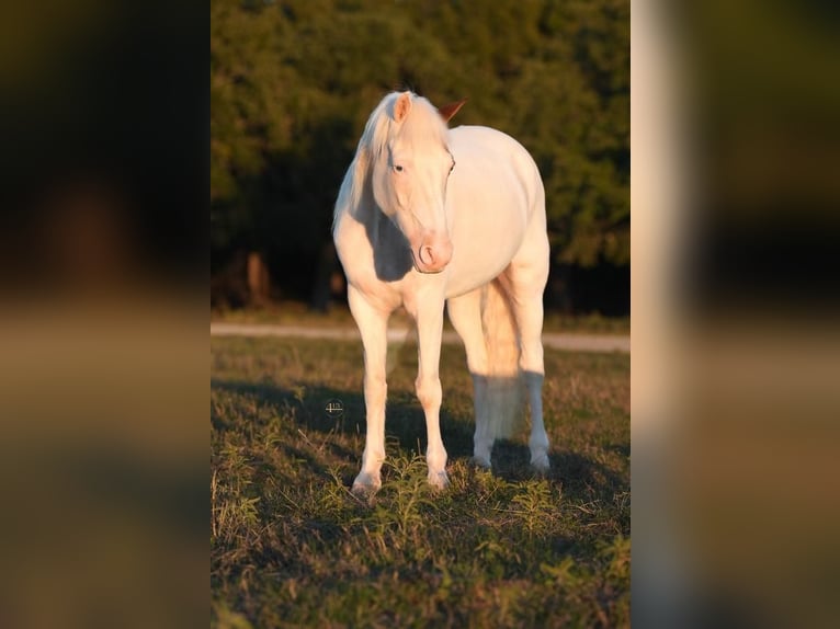 Quarter Pony Wałach 11 lat 140 cm Srokata in Tolar