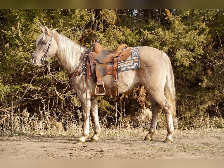 Quarter Pony Wałach 12 lat 137 cm Grullo in Valley Springs
