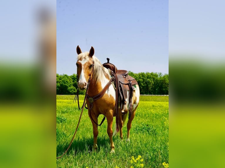 Quarter Pony Wałach 12 lat Izabelowata in Valley Springs, SD