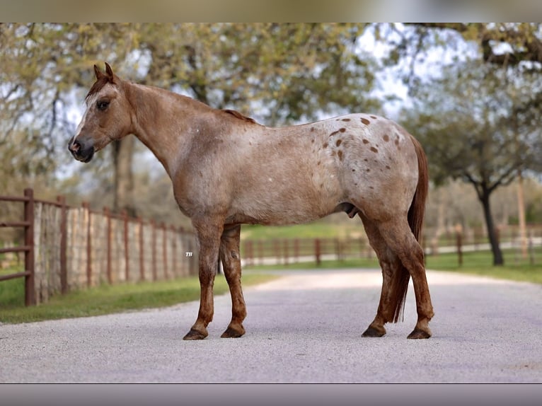 Quarter Pony Wałach 13 lat 137 cm Bułana in Lipan, TX