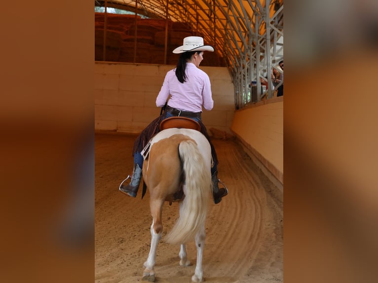 Quarter Pony Wałach 13 lat 140 cm Srokata in Horgau