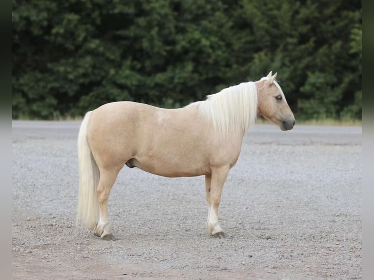Quarter Pony Wałach 14 lat 114 cm Izabelowata in Purdy, MO