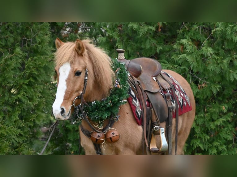 Quarter Pony Wałach 14 lat 127 cm Bułana in Millersburg