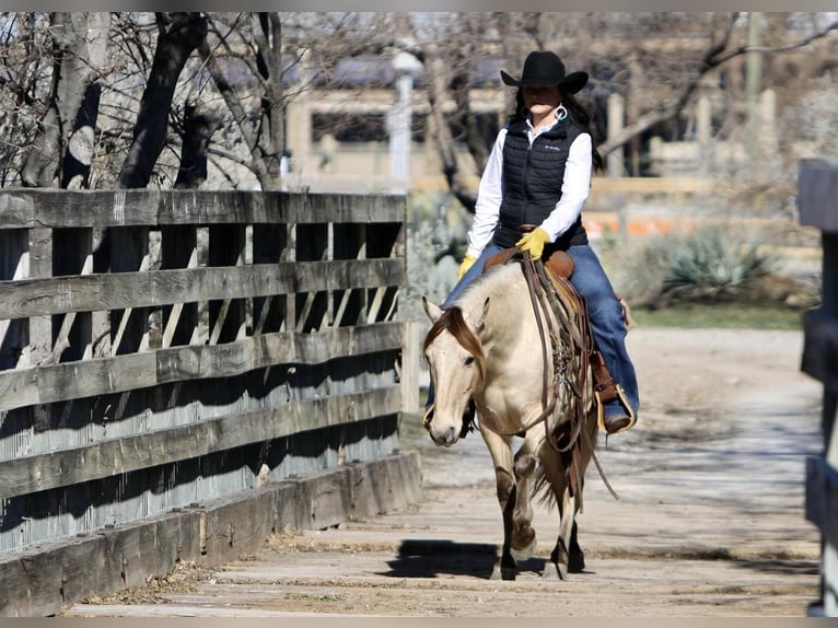 Quarter Pony Wałach 14 lat 132 cm Jelenia in Joshua, TX