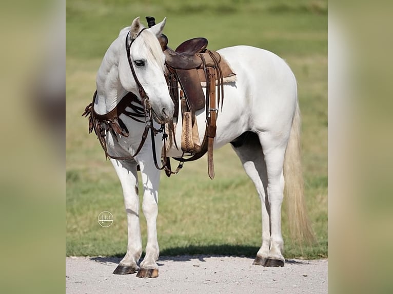 Quarter Pony Wałach 14 lat 140 cm Biała in Weatherford, TX