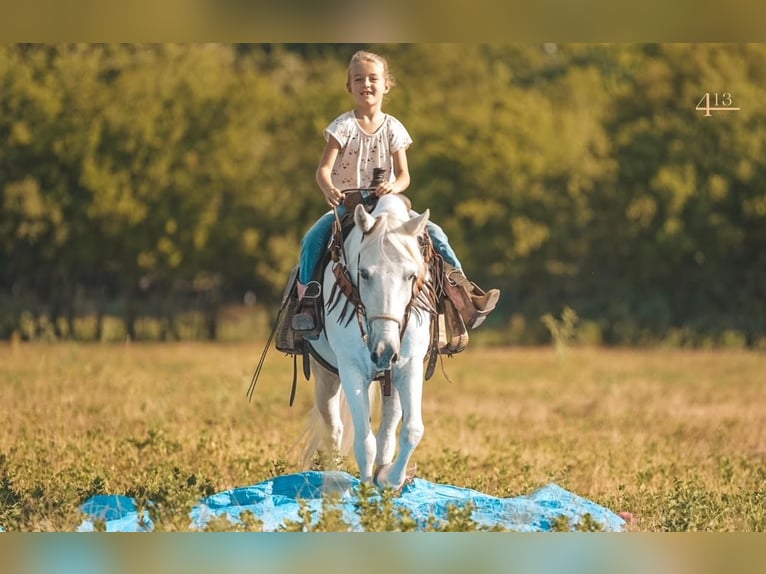 Quarter Pony Wałach 14 lat 140 cm Biała in Weatherford, TX