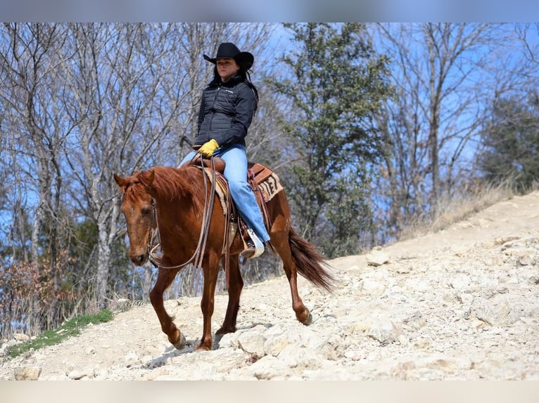 Quarter Pony Wałach 16 lat Cisawa in Joshua, TX