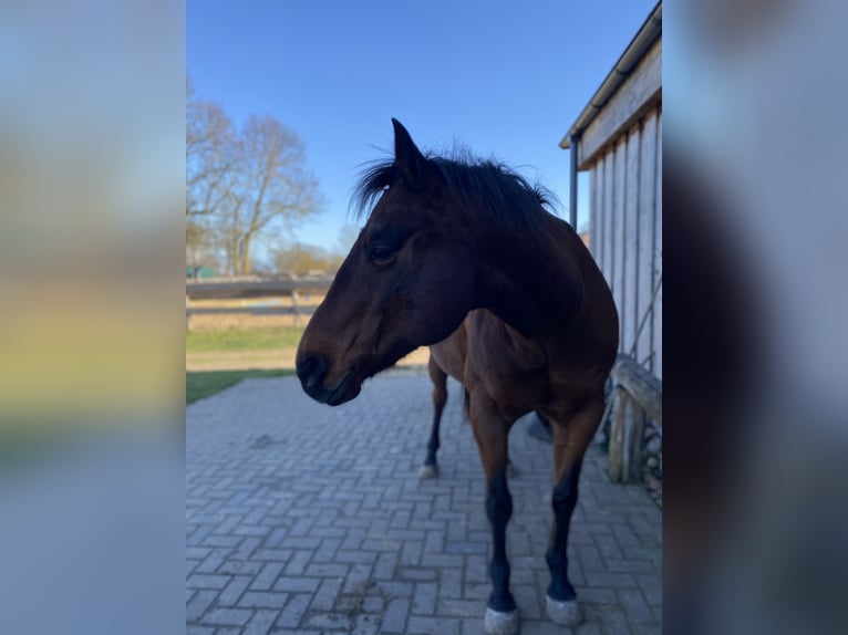 Quarter Pony Wałach 17 lat 152 cm Gniada in Galenbeck