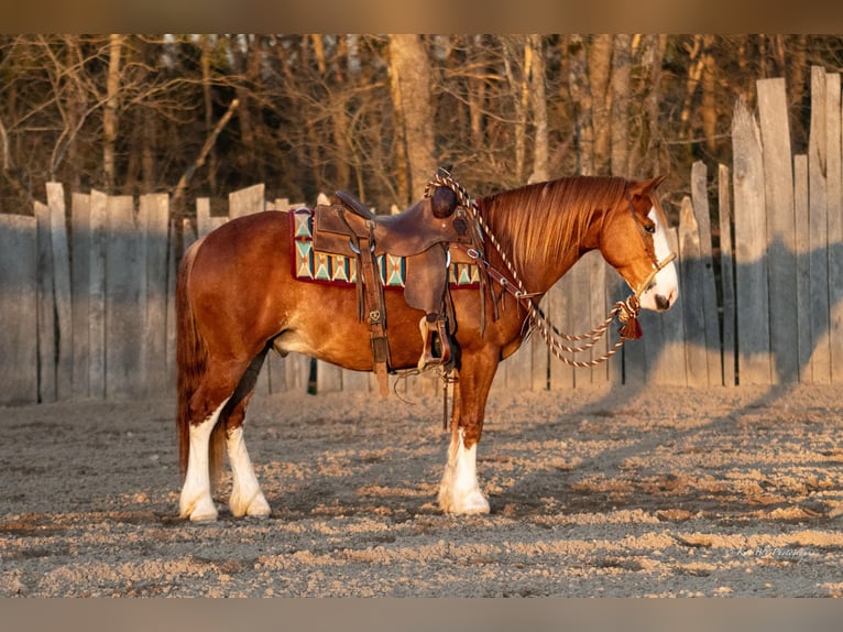 Quarter Pony Wałach 4 lat 140 cm Cisawa in Purdy, MO
