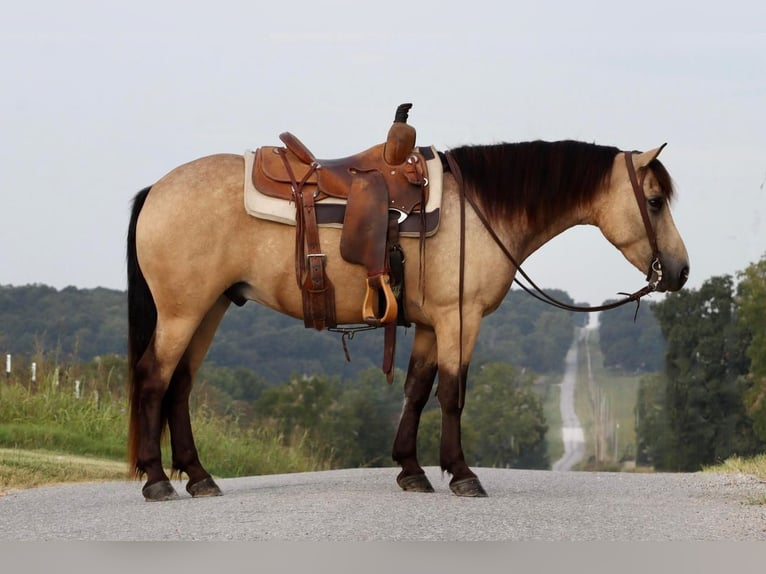 Quarter Pony Wałach 5 lat 137 cm Jelenia in Mount Vernon