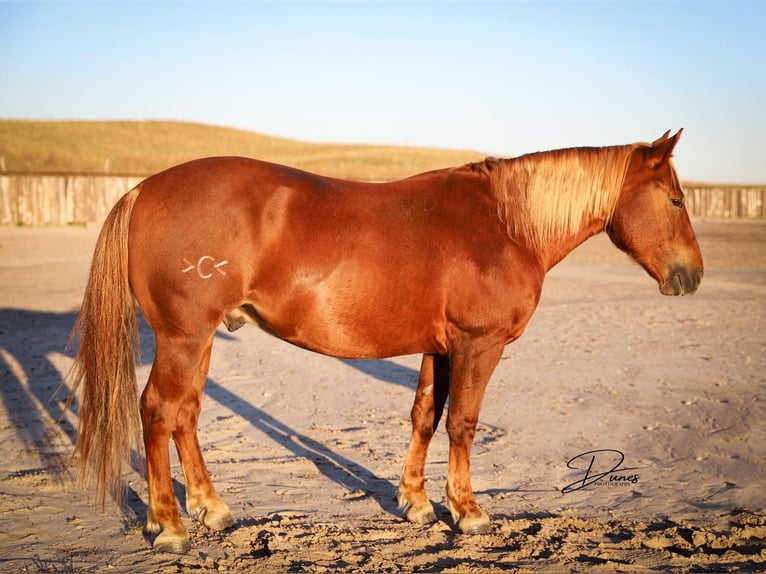Quarter Pony Wałach 6 lat 127 cm Cisawa in Thedford