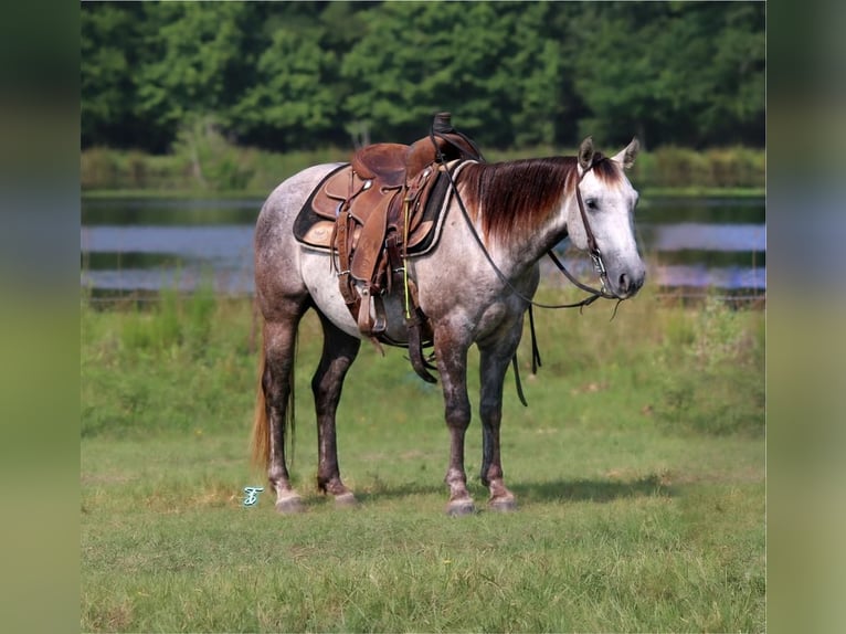 Quarter Pony Wałach 6 lat 135 cm Siwa in Carthage, TX