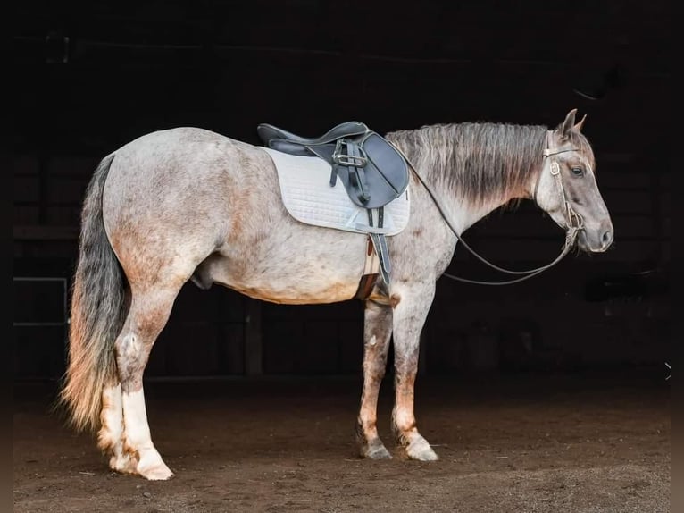 Quarter Pony Wałach 6 lat 142 cm Kasztanowatodereszowata in Sullivan, IL