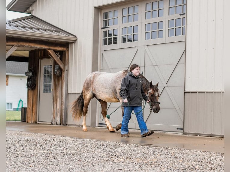 Quarter Pony Wałach 6 lat 142 cm Kasztanowatodereszowata in Sullivan, IL
