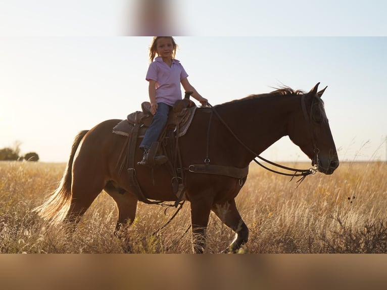 Quarter Pony Wałach 7 lat 132 cm Ciemnokasztanowata in Canyon, TX