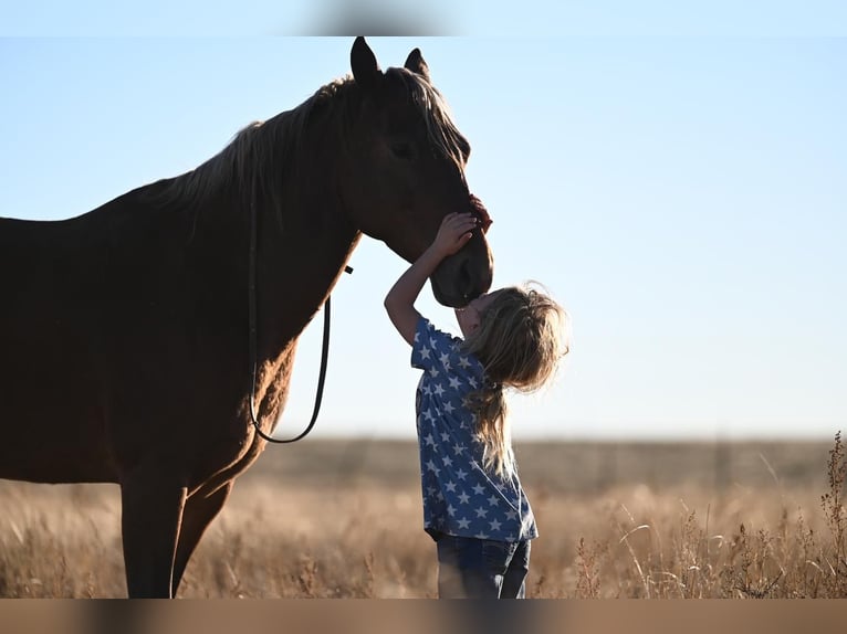 Quarter Pony Wałach 7 lat 132 cm Ciemnokasztanowata in Canyon, TX