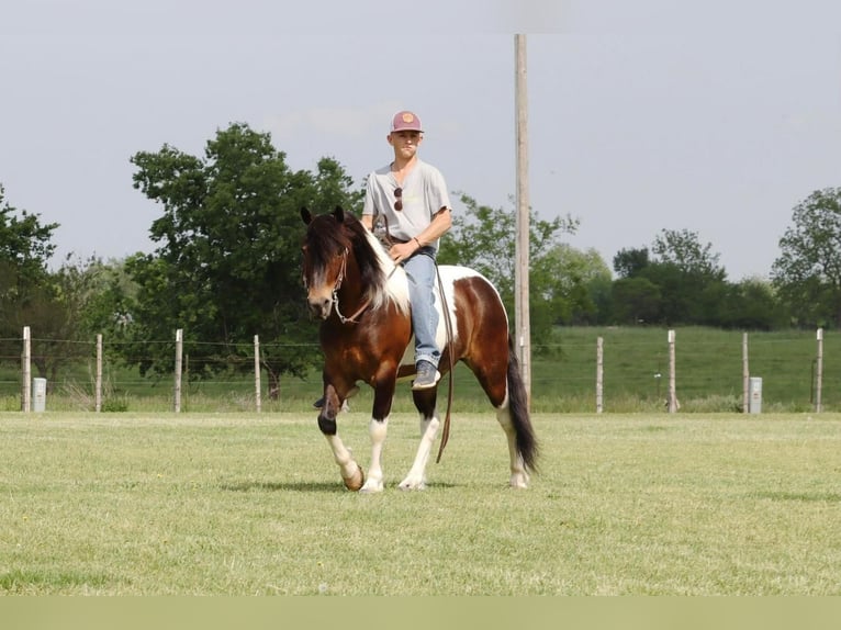 Quarter Pony Wałach 7 lat 132 cm in Purdy, MO