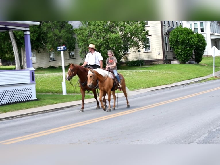 Quarter Pony Wałach 7 lat 137 cm Izabelowata in Rebersburg, PA