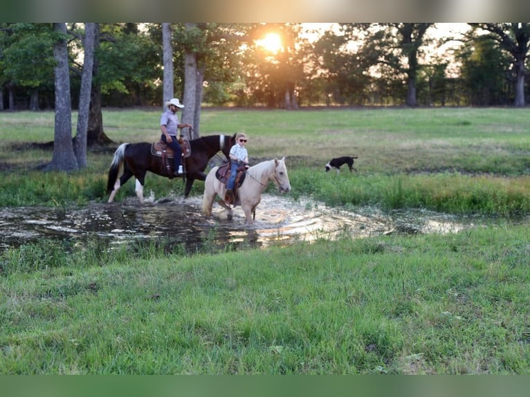 Quarter Pony Wałach 8 lat 130 cm Izabelowata in Grand Saline, TX