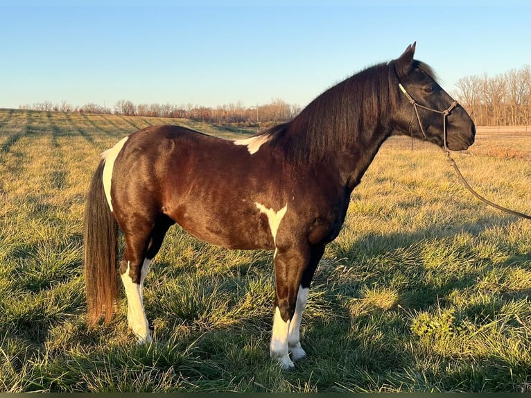 Quarter Pony Wałach 8 lat 137 cm Srokata in Warren